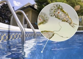 “মস্তিষ্ক-খেকো” অ্যামিবার সংক্রমণে কেরালায় ১৯ জনের মৃত্যু, নাক দিয়ে  মাথায় ঢুকে পড়ে ওই পরজীবি 