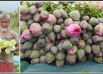 মা দুর্গার পুজোর জন্য লাভ লোকসানের প্রত্যাশা না করে প্রতি বছর পদ্মফুল চাষ করেন বর্ধমানের বাবর  