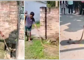 চন্দ্রবোড়া সাপ ধরতে গিয়ে কামড়ে  নদীয়ার এক সর্পপ্রেমী যুবকের মর্মান্তিক মৃত্যু 