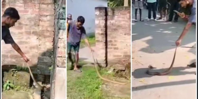 চন্দ্রবোড়া সাপ ধরতে গিয়ে কামড়ে  নদীয়ার এক সর্পপ্রেমী যুবকের মর্মান্তিক মৃত্যু 