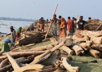 উত্তরবঙ্গ থেকে ভেসে যাওয়া কাঠের গুঁড়ি ‘চন্দন কাঠ’ বলে ২০ থেকে ৩৫ হাজার টাকায় বিকোচ্ছে বাংলাদেশে