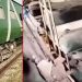 ফের পাকিস্থানের জাফর এক্সপ্রেসে হামলা, বেশ কয়েকজন সেনাকর্মী হতাহত 