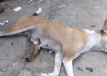 সাপের কামড়ে মারা গেছে মা, মৃত মায়ের স্তনপান করে চলেছে ক্ষুধার্ত সদ্যজাত সন্তান, শিশুপথ কুকুরের এই হৃদয় বিদারক দৃশ্য দেখে এগিয়ে এলেন ভাতারের পশুপ্রেমী  যুবক  