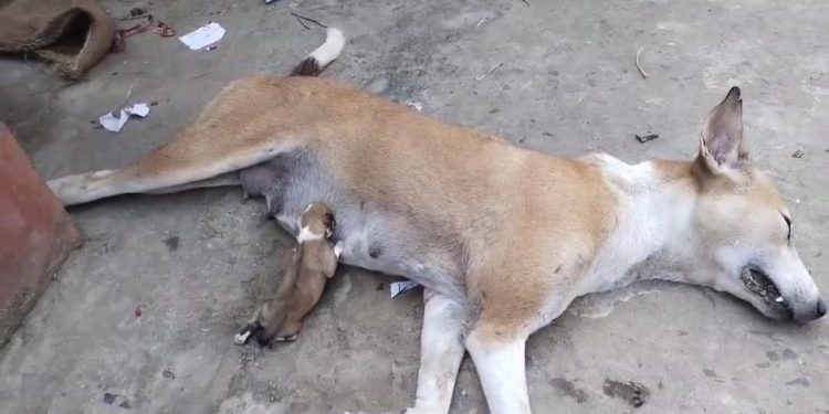 সাপের কামড়ে মারা গেছে মা, মৃত মায়ের স্তনপান করে চলেছে ক্ষুধার্ত সদ্যজাত সন্তান, শিশুপথ কুকুরের এই হৃদয় বিদারক দৃশ্য দেখে এগিয়ে এলেন ভাতারের পশুপ্রেমী  যুবক