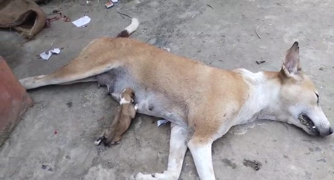 সাপের কামড়ে মারা গেছে মা, মৃত মায়ের স্তনপান করে চলেছে ক্ষুধার্ত সদ্যজাত সন্তান, শিশুপথ কুকুরের এই হৃদয় বিদারক দৃশ্য দেখে এগিয়ে এলেন ভাতারের পশুপ্রেমী  যুবক