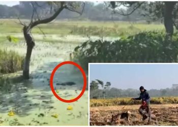 পাঁচ দিন নিখোঁজ থাকার পর মোথাবাড়ির ৫ বছরের মেয়ের পচাগলা দেহ উদ্ধার ডোবা থেকে