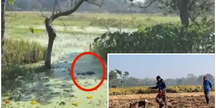 পাঁচ দিন নিখোঁজ থাকার পর মোথাবাড়ির ৫ বছরের মেয়ের পচাগলা দেহ উদ্ধার ডোবা থেকে