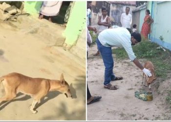 আউশগ্রামে তিরবিদ্ধ পথকুকুরের প্রাণ বাঁচালেন ভাতারের পশুপ্রেমী আমির শেখ 