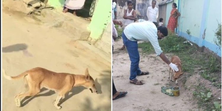 আউশগ্রামে তিরবিদ্ধ পথকুকুরের প্রাণ বাঁচালেন ভাতারের পশুপ্রেমী আমির শেখ