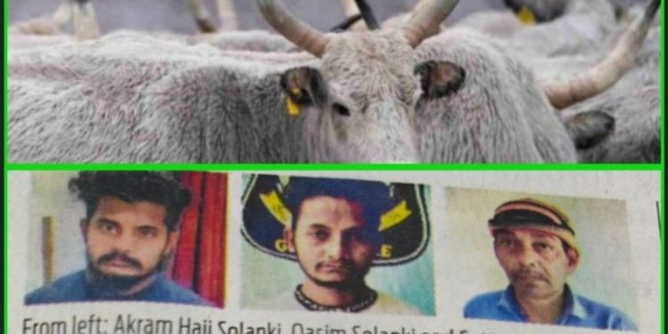 হিন্দু ধর্মে গরু পবিত্র জেনে বুঝেও গোহত্যা, তিন অভিযুক্তকে যাবজ্জীবন কারাদণ্ড দিল গুজরাটের আদালত