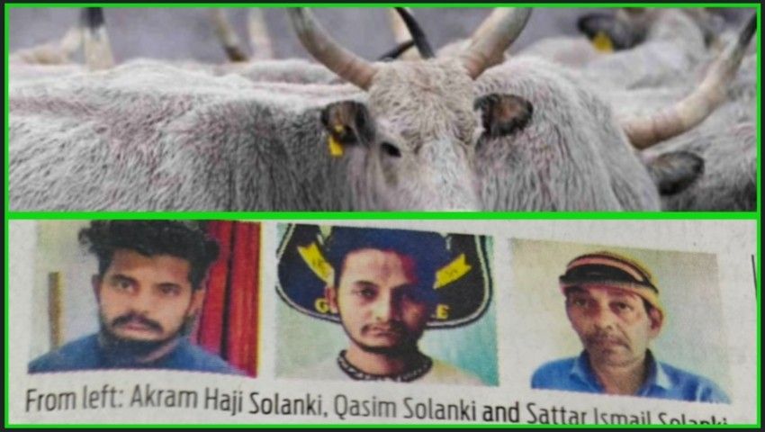 হিন্দু ধর্মে গরু পবিত্র জেনে বুঝেও গোহত্যা, তিন অভিযুক্তকে যাবজ্জীবন কারাদণ্ড দিল গুজরাটের আদালত 