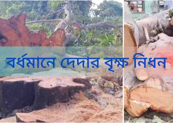 মুখ্যমন্ত্রীর নিষেধাজ্ঞাকে অমান্য করে এসআইআর-এর সূযোগে দেদার বৃক্ষ নিধন ; তৃণমূল নেতার নির্দেশে কাটা একাধিক গাছ বাজেয়াপ্ত করলো বন দফতর 