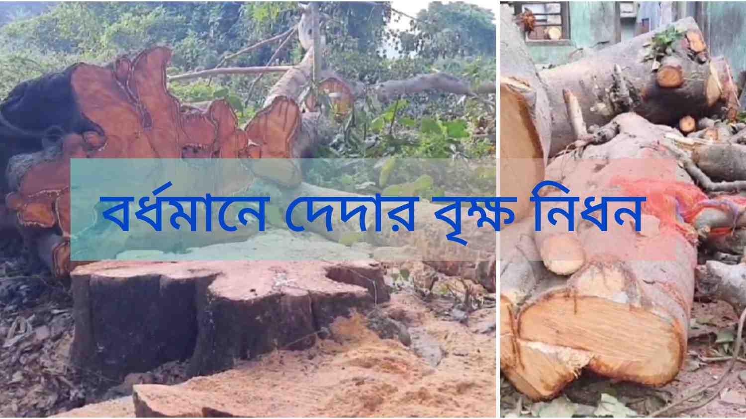 মুখ্যমন্ত্রীর নিষেধাজ্ঞাকে অমান্য করে এসআইআর-এর সূযোগে দেদার বৃক্ষ নিধন ; তৃণমূল নেতার নির্দেশে কাটা একাধিক গাছ বাজেয়াপ্ত করলো বন দফতর