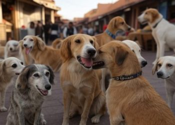 বিশ্বকাপের প্রস্তুতির জন্য  নৃশংসভাবে হাজার হাজার কুকুর মারছে আফ্রিকান দেশ মরক্কো, অভিযুক্ত ফিফাও  