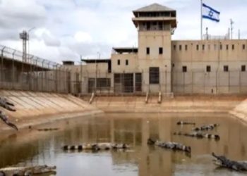 হামাস সন্ত্রাসীরা যাতে পালাতে না পারে সেজন্য কারাগারের চারদিকে পরিখা খনন করে কুমির ছেড়ে দেবে ইসরাইল