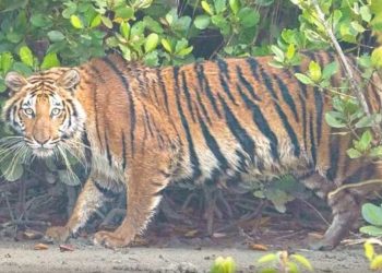 নাগরাকাটায় চিতাবাঘের মুখ থেকে শিশুকন্যাকে বাঁচালো স্থানীয় বাসিন্দারা 