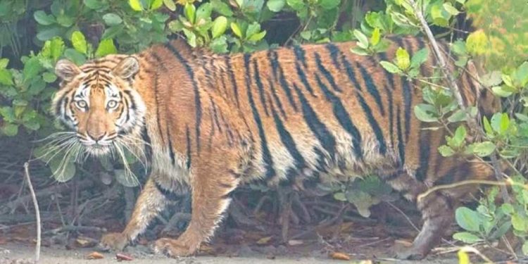 নাগরাকাটায় চিতাবাঘের মুখ থেকে শিশুকন্যাকে বাঁচালো স্থানীয় বাসিন্দারা 