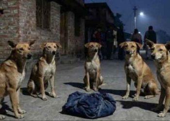 প্রতিবেশী দেশে যখন নামাজে বিঘ্ন ঘটানোয় ৮ কুকুর শাবক হত্যা করল মহিলা, তখন নবদ্বীপে রাস্তায় ফেলে যাওয়া মানবশিশুকে রাতভর পাহাড়া দিল পথকুকুরের দল 
