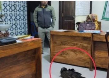 কিস্তির টাকা না পেয়ে হাঁস নিয়ে পালালো বাংলাদেশি এনজিও কর্মী