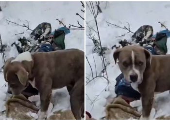 তিন দিন ধরে অভুক্ত ও শুন্য ডিগ্রি তাপমাত্রায় মৃত মালিকের দেহ আগলে রইল পিটবুল, কুকুরের বিশ্বস্ততা ও প্রভুভক্তি দেখে স্তব্ধ নেটিজেনরা 