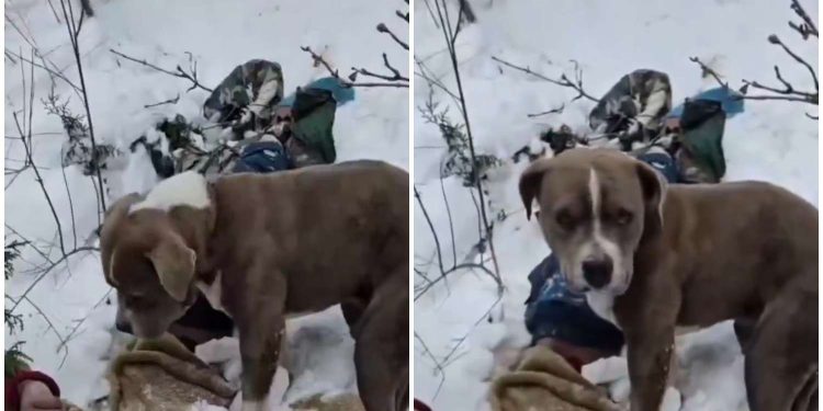 তিন দিন ধরে অভুক্ত ও শুন্য ডিগ্রি তাপমাত্রায় মৃত মালিকের দেহ আগলে রইল পিটবুল, কুকুরের বিশ্বস্ততা ও প্রভুভক্তি দেখে স্তব্ধ নেটিজেনরা 