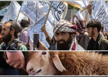 শিয়াদের জবাই করা পশুর মাংস “হারাম” ; তালিবানি নির্দেশে মাংস বিক্রির অধিকার হারাল শিয়ারা