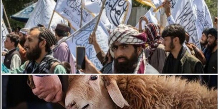শিয়াদের জবাই করা পশুর মাংস “হারাম” ; তালিবানি নির্দেশে মাংস বিক্রির অধিকার হারাল শিয়ারা