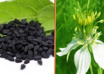 কালোজিরা : কলিযুগে পৃথিবীর সঞ্জীবনী  