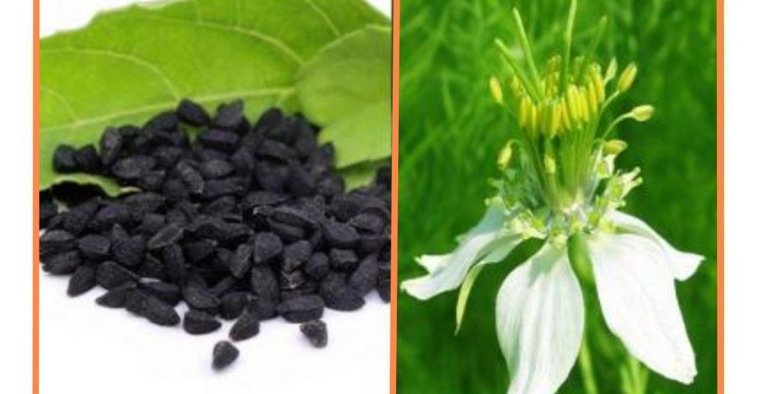 কালোজিরা : কলিযুগে পৃথিবীর সঞ্জীবনী  