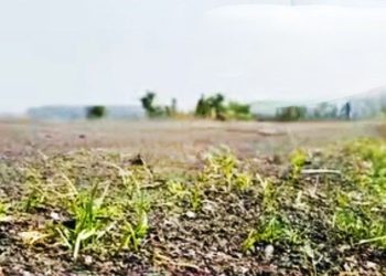 এক সপ্তাহ আগে তৈরি পিচের রাস্তায় গজিয়ে গেলো ঘাস, ভোটের মুখেই রাস্তা নির্মানে ‘অনিয়ম’-এর অভিযোগ ঘিরে চরম অস্বস্তিতে তৃণমূল 