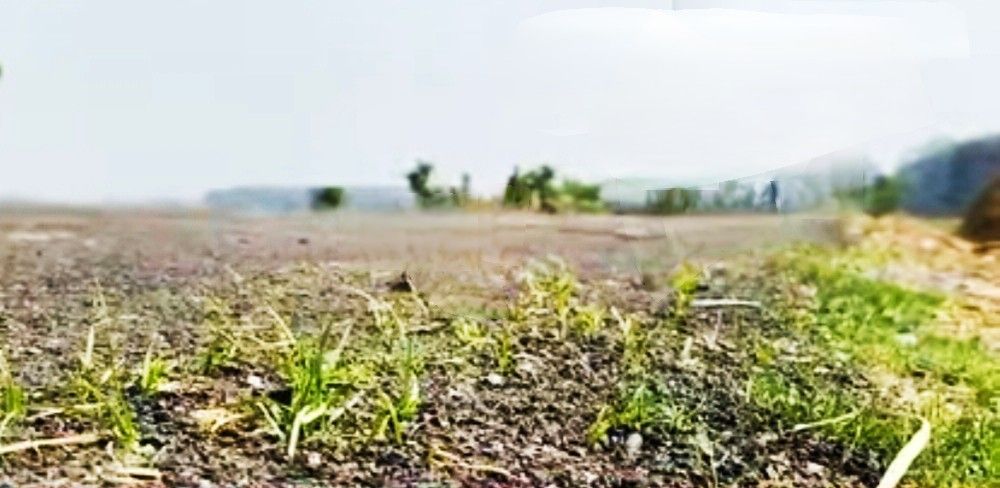 এক সপ্তাহ আগে তৈরি পিচের রাস্তায় গজিয়ে গেলো ঘাস, ভোটের মুখেই রাস্তা নির্মানে ‘অনিয়ম’-এর অভিযোগ ঘিরে চরম অস্বস্তিতে তৃণমূল