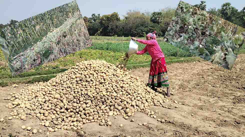 লাভ নেই আলু চাষে, গোপনে পোস্ত চাষে ঝোঁক বাড়ছে বর্ধমানে