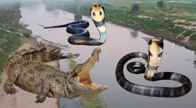 অনুপ্রবেশ রুখতে বাংলাদেশ সীমান্তের নদীপথে বিষাক্ত সাপ ও কুমির ছাড়ার পরিকল্পনা করেছে বিএসএফ 