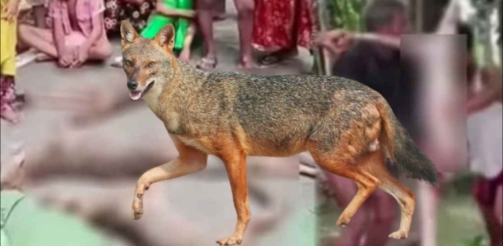 বরিশালে ৭ শিয়াল জবাই করে মাংস রান্না করে রুটি দিয়ে খেল নুরুল ইসলামের নেতৃত্বে একদল বুবুক্ষু 