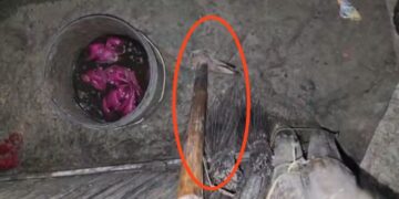 মালদার হরিশ্চন্দ্রপুরে বউদির হাতে দেওর খুন,গ্রেপ্তার ঘাতক, নেপথ্যে পরকীয়া সম্পর্ক!  