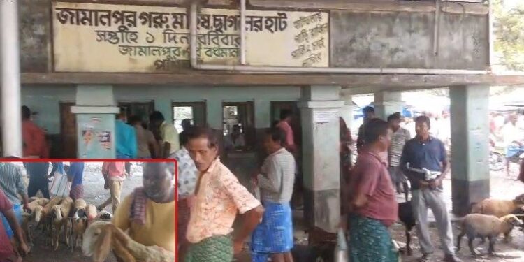 গনরোষ ও পুলিশের ভয়ে গরু- মোষ বেচাকেনা বন্ধ, জামালপুর পশুহাট চলছে ভেড়া-ছাগল ও হাঁস-মুরগির ভরসায় 