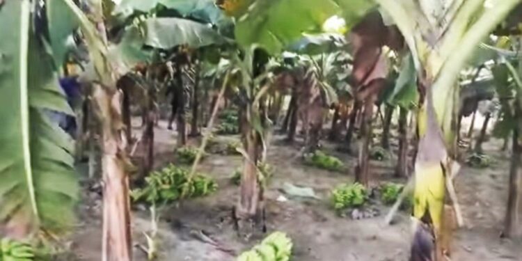 হরিহরপাড়ার কাঞ্চননগরের দুই কৃষককে ৪৪৪টি কলাগাছ কেটে  নষ্ট করার অভিযোগ 
